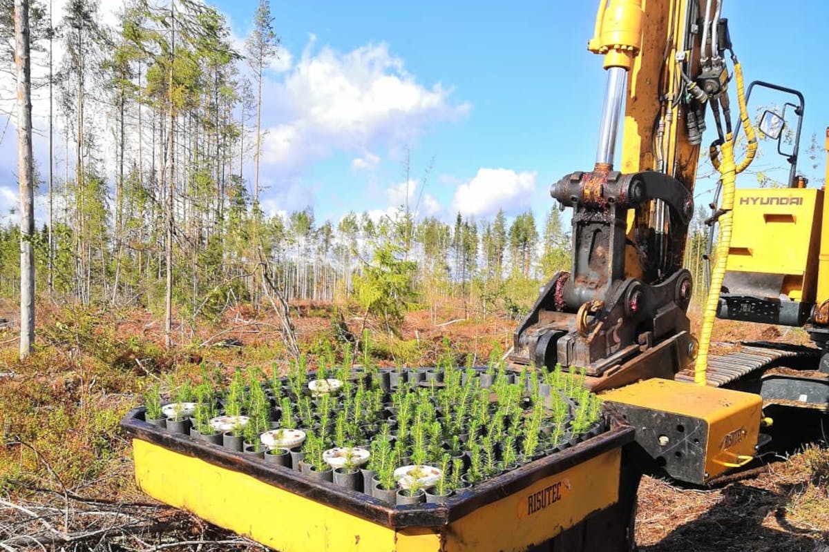 Risutec Oy reforstation system