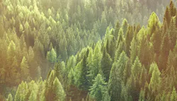 Forest of old spruce, fir and pine trees Forest of old spruce, fir and pine trees